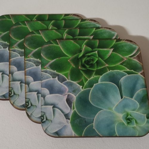 Coaster Succulent